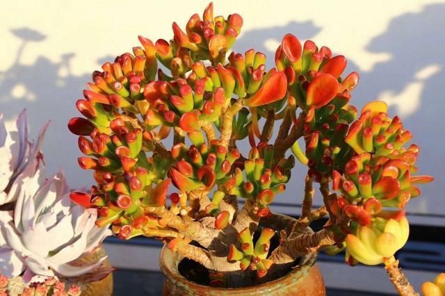 叶片|有名的“12种旺财花”,吉祥又大气,养成老桩更“旺家”