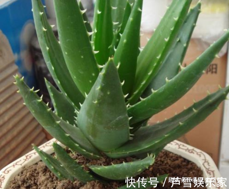浇水|家中养芦荟,做好这“3点”后,新芽蹭蹭往外冒,叶子爆盆观赏强