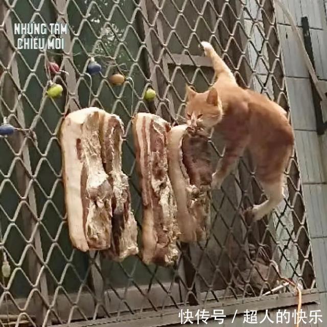 |拍迪士尼烟花翻车现场 冷段子2008