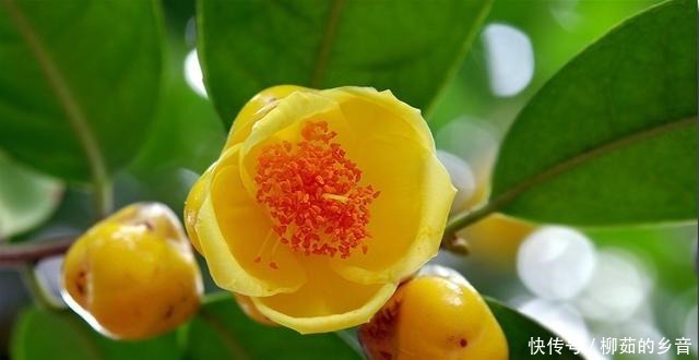 金花茶|此花的价值极高,营养丰富,花色艳丽,浓香四溢,即漂亮又好养!