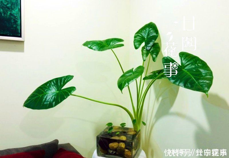 伤口|8种花“有毒”,你家可能就有一盆,养护需小心