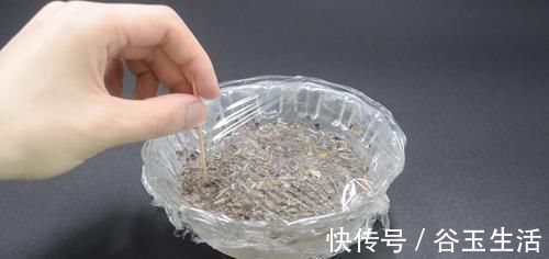 茶叶放白醋里泡一泡,真是厉害了,解决家家都困扰的烦恼,太棒了