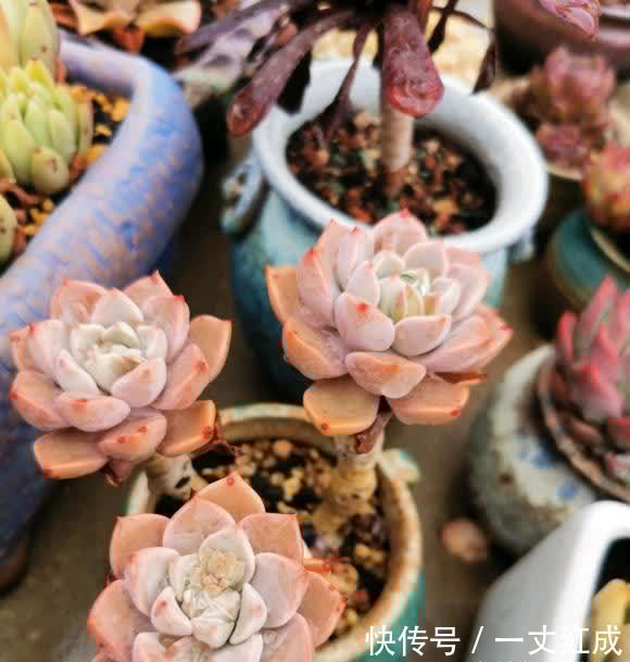 多肉露养有哪些好处？叶子更红，长得更健康，夏季不容易黑腐