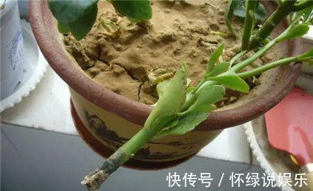 烂根|夏天养花,别做几种“险事”,避免养一盆烂一盆