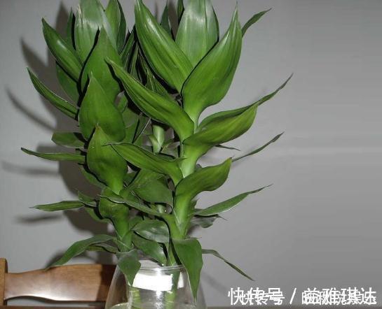 超哥|富贵竹越养越“黄”换种水“泡一泡”,叶片油亮蹿“1米”