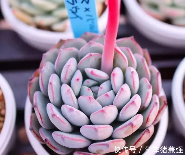 这12种花,花盆不宜贪“大”,用小盆种反而长势喜人!