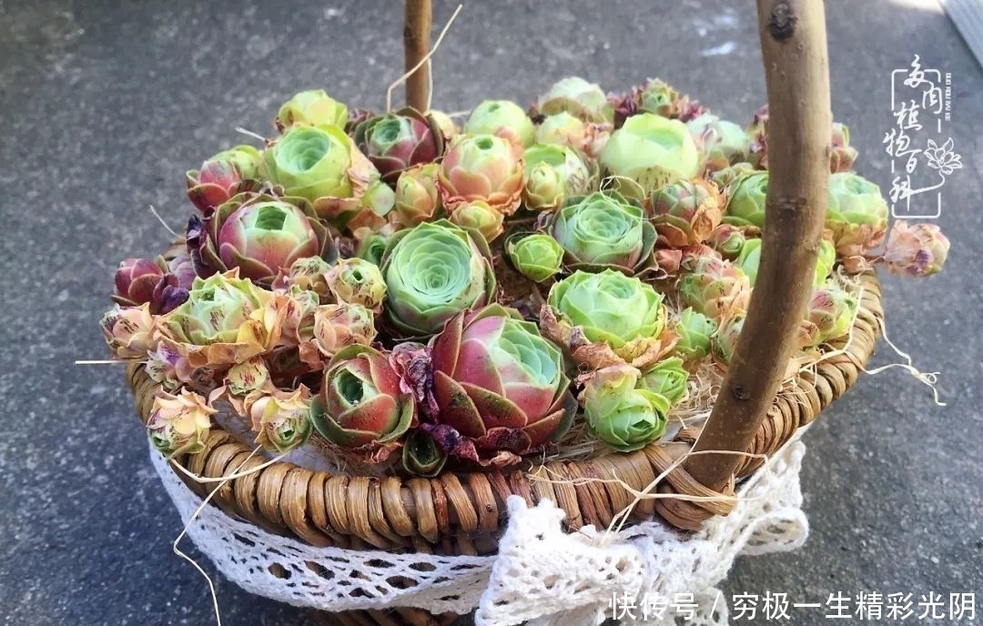 山地玫瑰的那些事儿关于养护过程中遇到的灵魂18问