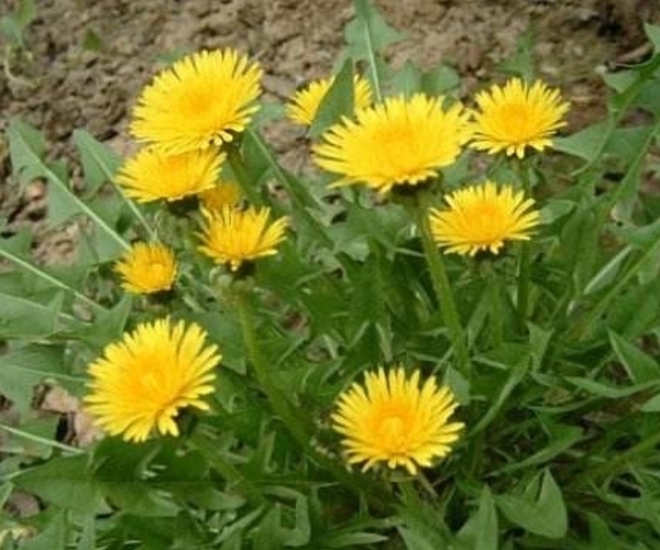 腹泻|中医蒲公英泡水时要注意4件事,喝对了,才是“药草皇后”