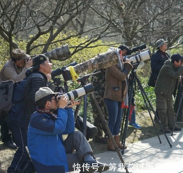 西湖|实拍杭州西湖打鸟族 长枪大炮设备超千万