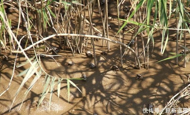 纯天然|芦苇底下的纯天然食物,营养价值高非常稀有,一个技巧就能抓到