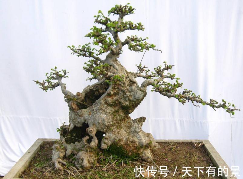 植物盆栽不能随便“瞎修剪”,把握住这些,株型才更有神韵