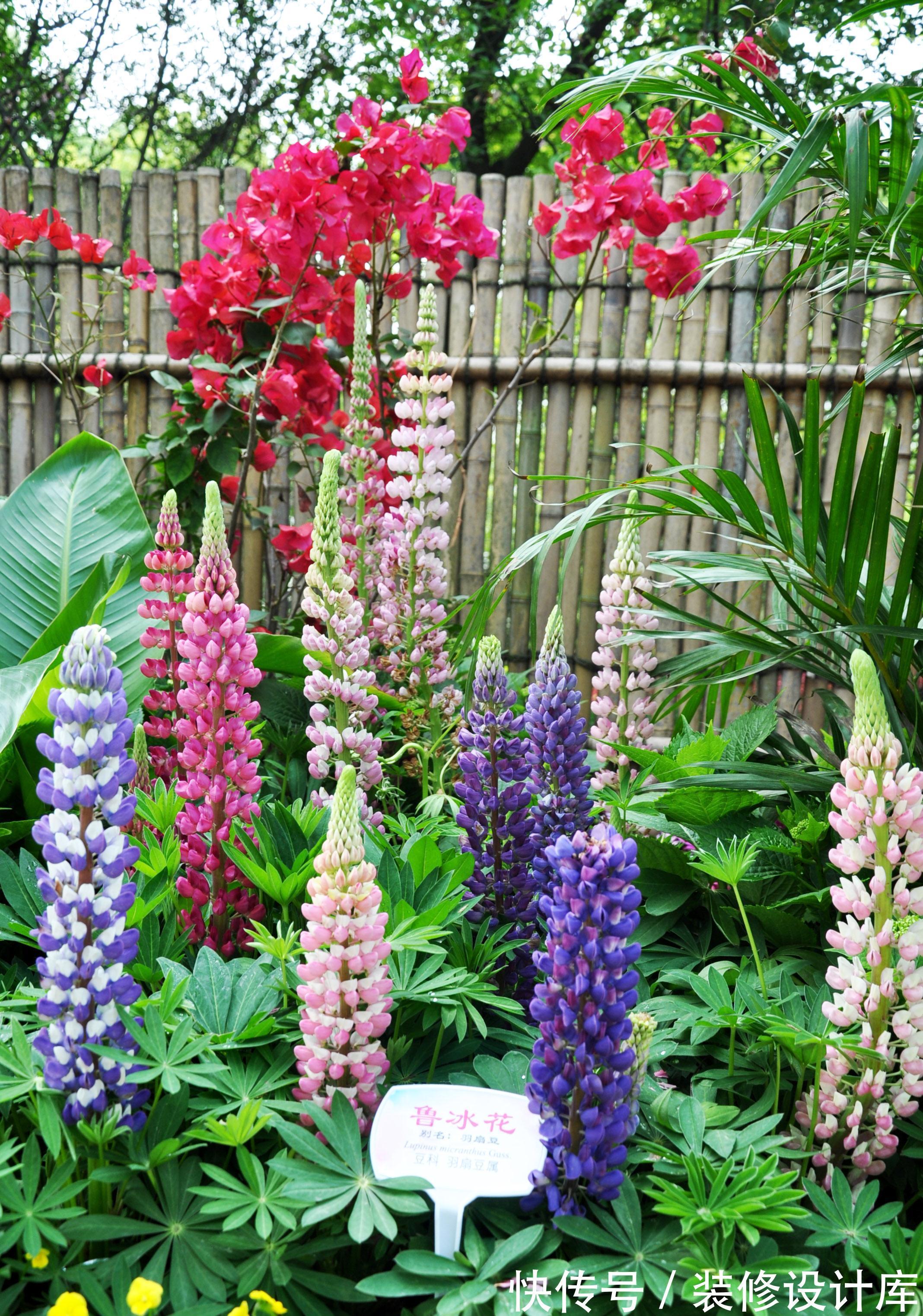 5种“漂亮花”,被名字耽误了一生,花开艳丽,却怕它“不吉利”