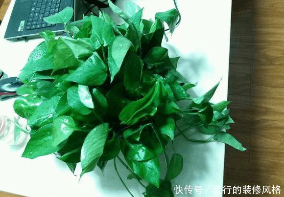 绿萝长得慢,1个方法,拼命长成绿胡须爷爷