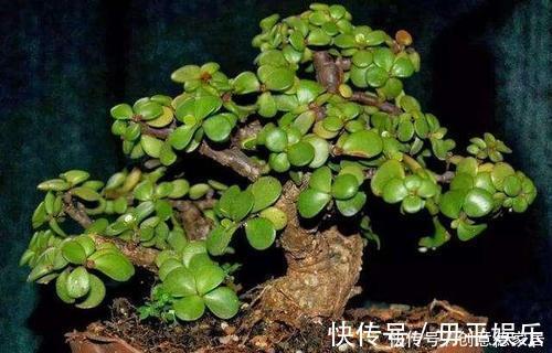 光照|养金枝玉叶，了解掌握几个要点，枝干粗壮，长成老桩盆景！