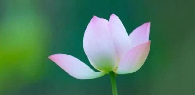 有望|十月份，缘分与桃花来之不易，有望在2020年结婚的四大生肖！