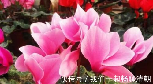 4种花养家里,清新浪漫、气质出众,人养花,花也养人