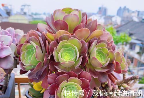 口诀|夏天养多肉，浇水有讲究，掌握“三字”口诀，轻松度夏不黑腐