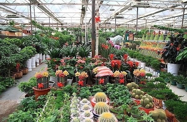 养花“杀手”都有的5个毛病,难怪买花“养1盆死1盆”,要改正了