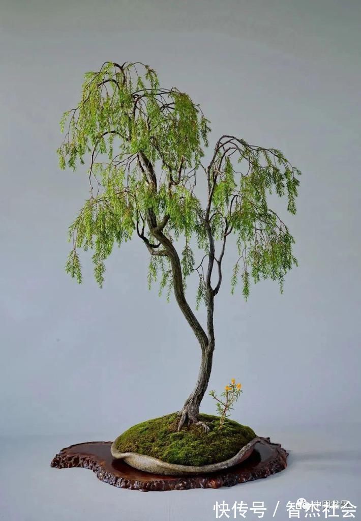 盆景@赵庆泉:请别叫我“大师”,我就是个“做盆景的”