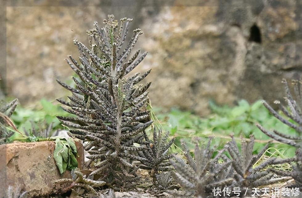 危害|花盆里有些“杂草”，都是大祸害，见了赶紧拔，危害大
