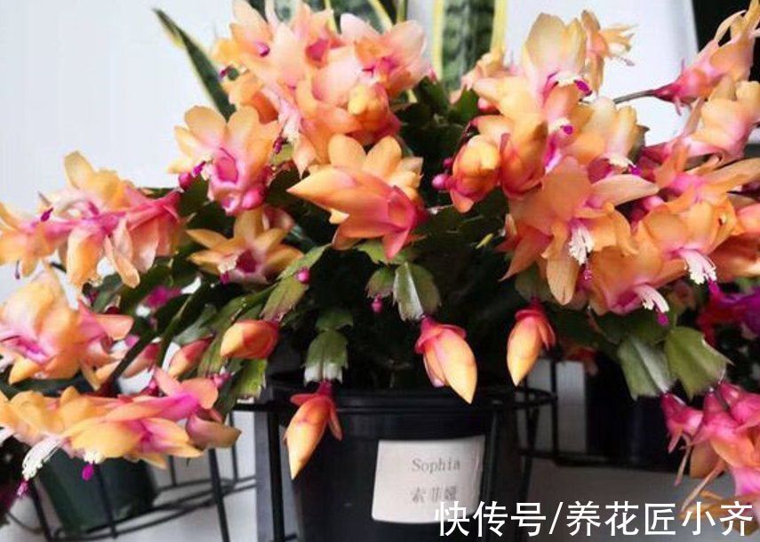 养分|如果蟹爪兰满头花苞,“6怕”要记住,让它开花爆盆,否则会落蕾