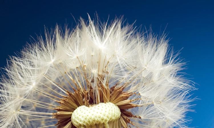 冬虫夏草|老人坚持蒲公英泡水喝,4个月后肿瘤消失,蒲公英真能抗癌