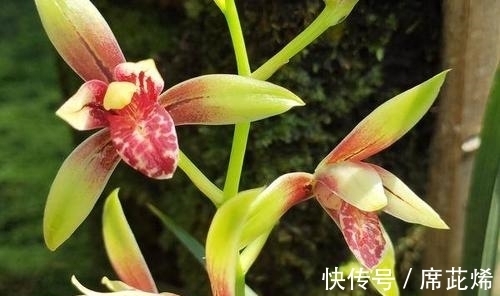 花舌|国魂兰花被誉为“四大天后”之一，开花比鸡血还红，花香迷人