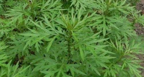 通便|幾種野菜清熱解毒、提高免疫力、滋潤肌膚，還可通便減肥