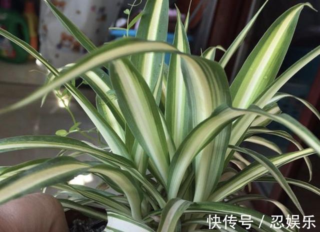 什么啤酒水、鸡蛋壳，也比不上“它”，煮熟后放盆里，啥花都旺！