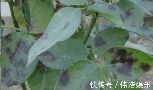 蓝妖|月季花杜鹃花栀子花总是养不活教你一招,连开3个月!
