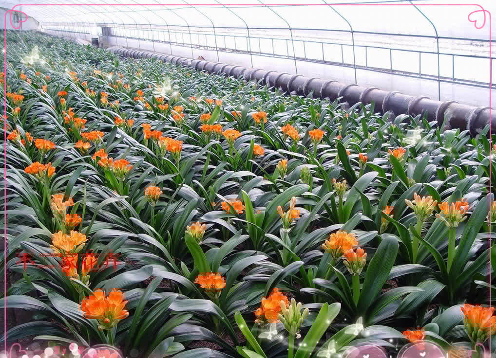 春天君子兰，能长8片叶？很简单，满足4个小条件就好啦