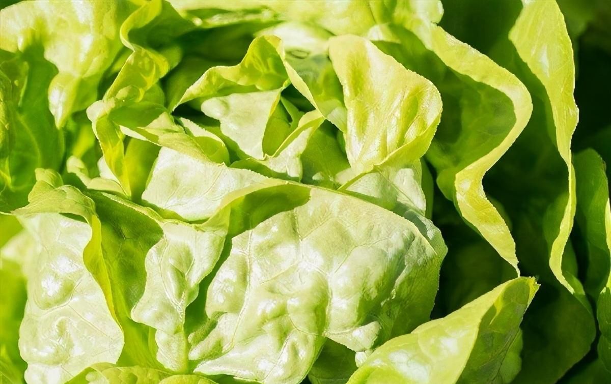 美容|聪明人都在吃三种食物，美容养生、延缓衰老，好处多多！