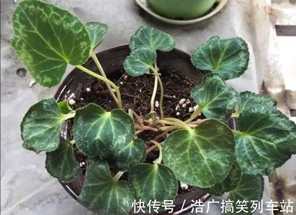 植株|你知道吗？夏天6种花要“休眠”，浇水多了就烂根