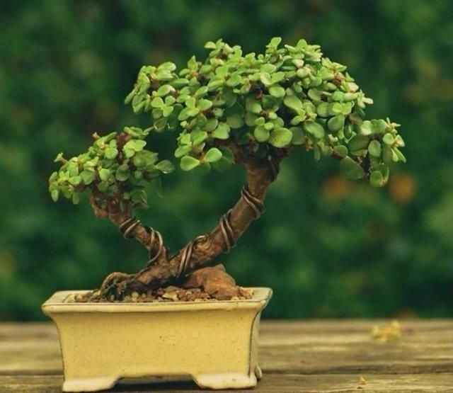 生长速度|养一盆金枝玉叶,一剪一扎,轻轻松松,变成值钱的“盆景”