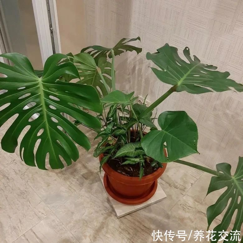 花苞|刚买的盆栽植物是否需要清理旧土，如何判断是否长给新根？