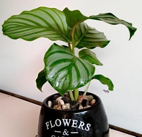 最不耐晒的3种花,养在室内才好看,搬出去一天就枯了