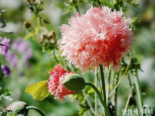 老公|花钱如流水，管不住自己，但老公宠爱的生肖女