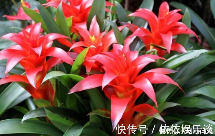 金边瑞香|4种高颜值网红花,人见人爱,浇水点就疯长,开花超美的