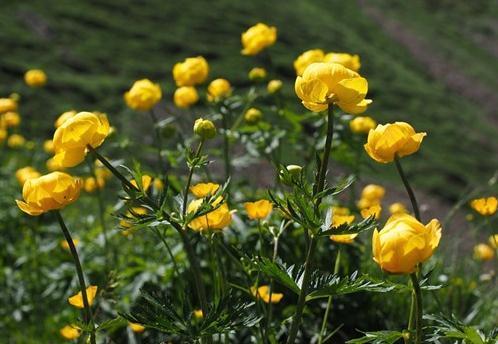 草原上的金莲花,颜值炸裂,又被称为塞外龙井