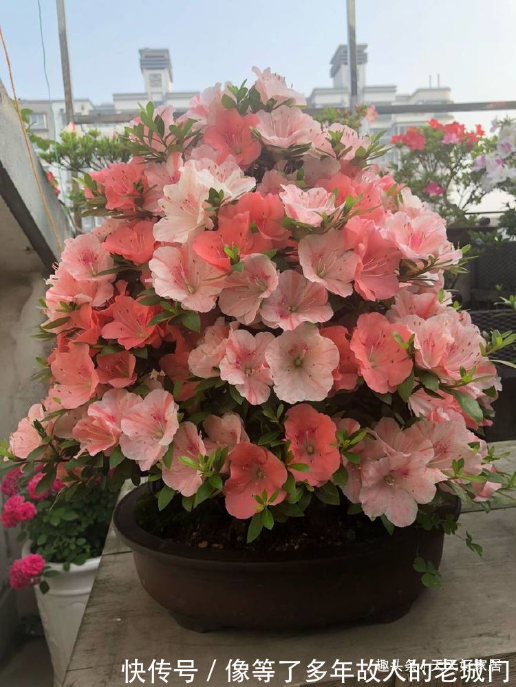 喜欢三角梅,不如养盆“精品”柠檬黄三角梅,金光灿灿,开花爆盆