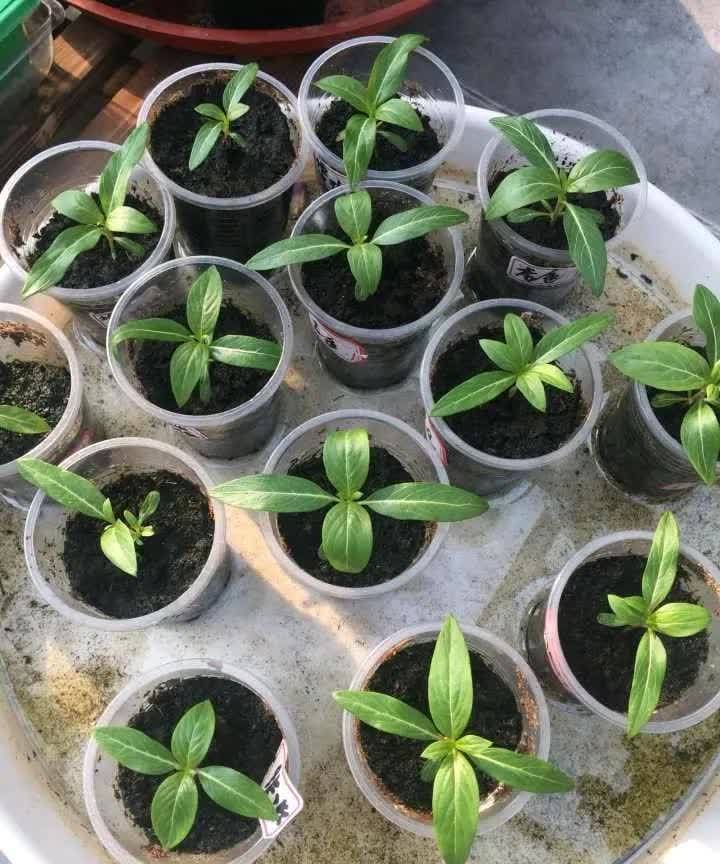 长春花长春花|这3种花,开始春播了,7天破土,很快开成花海洋