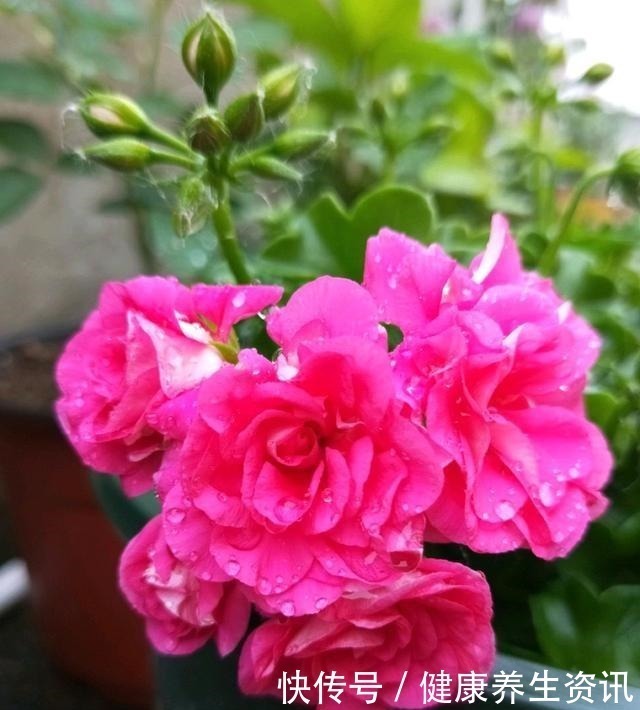 开花漂亮,花期长又勤花,连叶子都带香味,这种花值得养!