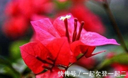 洋桔梗|家里必养4种花，好养又漂亮，懒人新手都能养好，美成花海！