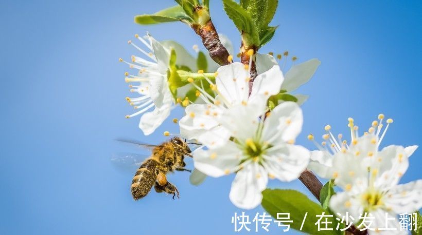 桃花运|下个月，红鸾转运，甜蜜包围，遇见真爱从此活在蜜罐中的4大生肖