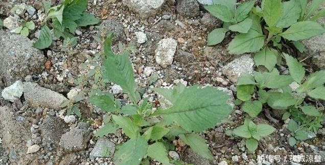 遇见|遇见“它”摘叶子就好,别拔根,因为它的根部作很大