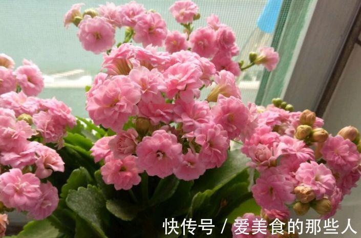 农历9月30日霜降后,养什么花?以下3种花,五福临门平安幸福