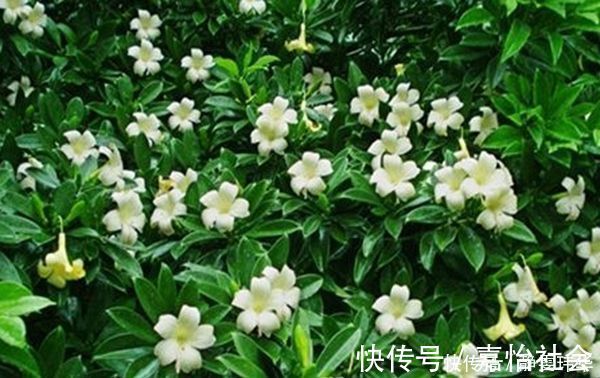 忍冬花|适合在卧室养的“4种花”,呼出氧气,净化空气,促进睡眠