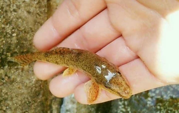 四大家鱼|让钓鱼人难受的“新四大家鱼”,讨厌还没有办法,你认识吗?