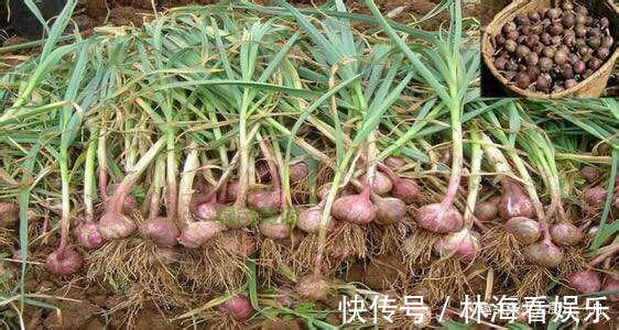 小苏打|原来保存大蒜这么简单，教你5招保存方法，大蒜放一年不发芽