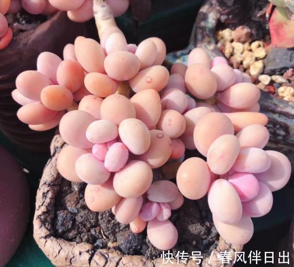 多肉植物|不容错过的4款多肉，每一种都胖乎乎上色美，一次养10盆不嫌多